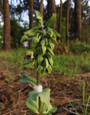 Fotografia 12 da espécie Epipactis tremolsii no Jardim Botânico UTAD