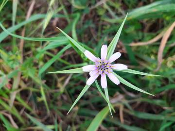 Fotografia da espécie Geropogon hybridus