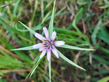 Fotografia da espécie Geropogon hybridus