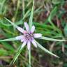 Fotografia 9 da espécie Geropogon hybridus do Jardim Botânico UTAD