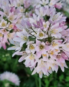 Fotografia 14 da espécie Allium massaessylum no Jardim Botânico UTAD