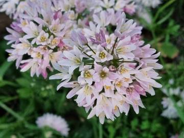 Fotografia da espécie Allium massaessylum