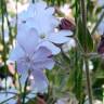 Fotografia 8 da espécie Silene marizii do Jardim Botânico UTAD