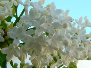 Fotografia da espécie Syringa vulgaris