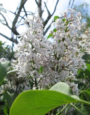 Fotografia 15 da espécie Syringa vulgaris no Jardim Botânico UTAD