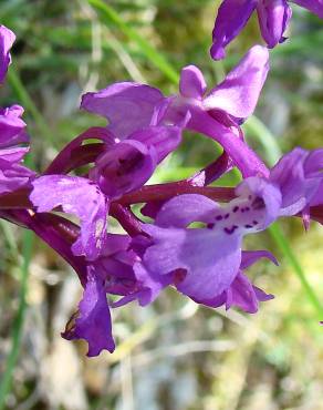 Fotografia 14 da espécie Orchis mascula subesp. laxifloriformis no Jardim Botânico UTAD