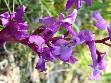 Fotografia da espécie Orchis mascula subesp. laxifloriformis