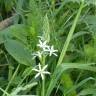 Fotografia 12 da espécie Ornithogalum narbonense do Jardim Botânico UTAD