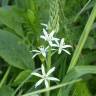 Fotografia 13 da espécie Ornithogalum narbonense do Jardim Botânico UTAD