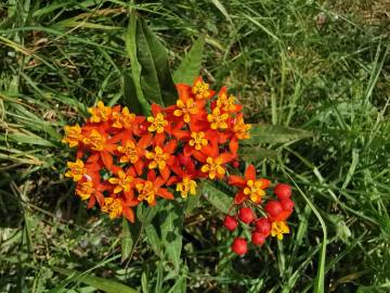 Fotografia da espécie Asclepias curassavica