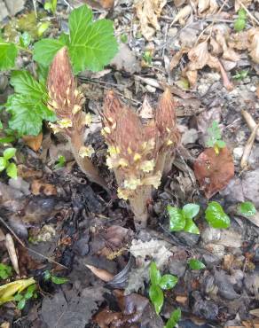 Fotografia 16 da espécie Orobanche hederae no Jardim Botânico UTAD