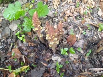 Fotografia da espécie Orobanche hederae