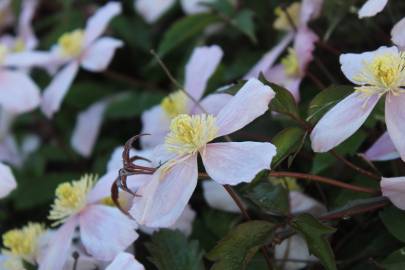 Fotografia da espécie Clematis montana