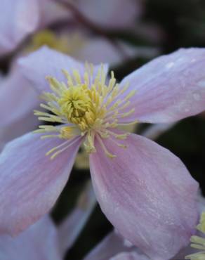 Fotografia 3 da espécie Clematis montana no Jardim Botânico UTAD