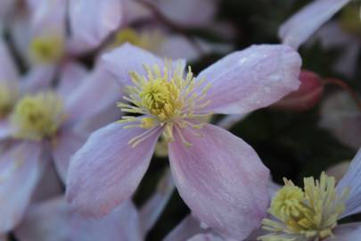 Fotografia da espécie Clematis montana