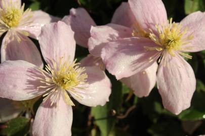 Fotografia da espécie Clematis montana