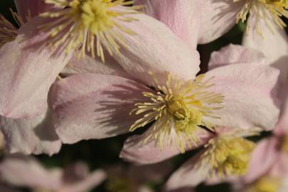 Fotografia da espécie Clematis montana