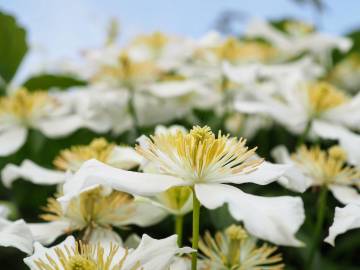 Fotografia da espécie Clematis montana