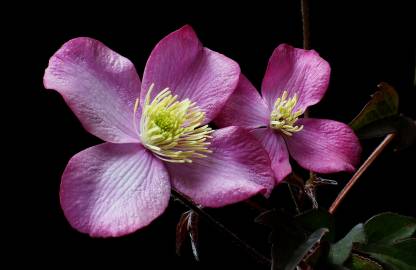 Fotografia da espécie Clematis montana