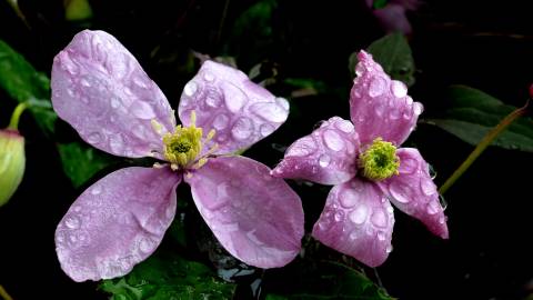 Fotografia da espécie Clematis montana