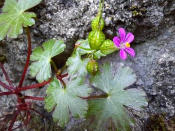 Fotografia da espécie Geranium lucidum