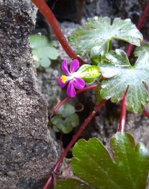 Fotografia 10 da espécie Geranium lucidum no Jardim Botânico UTAD