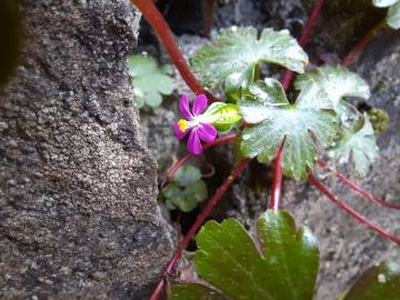 Fotografia da espécie Geranium lucidum