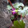 Fotografia 10 da espécie Geranium lucidum do Jardim Botânico UTAD