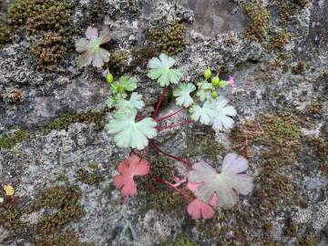 Fotografia da espécie Geranium lucidum