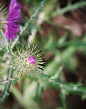 Fotografia 36 da espécie Galactites tomentosa no Jardim Botânico UTAD