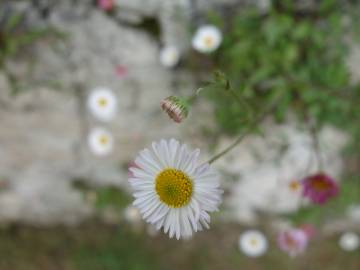 Fotografia da espécie Erigeron karvinskianus