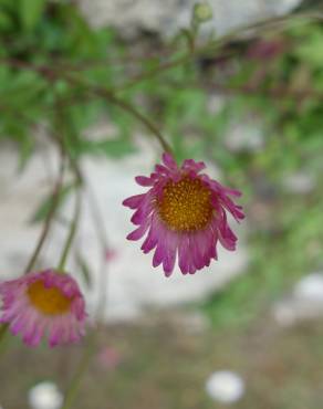 Fotografia 8 da espécie Erigeron karvinskianus no Jardim Botânico UTAD