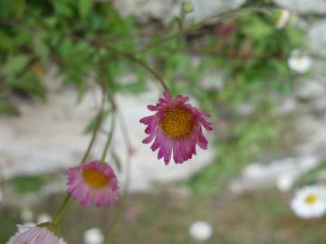 Fotografia da espécie Erigeron karvinskianus