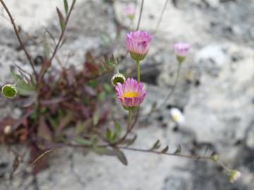 Fotografia da espécie Erigeron karvinskianus