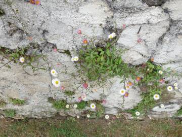 Fotografia da espécie Erigeron karvinskianus