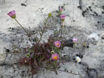 Fotografia da espécie Erigeron karvinskianus