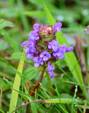 Fotografia 32 da espécie Prunella vulgaris no Jardim Botânico UTAD