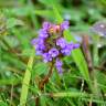 Fotografia 32 da espécie Prunella vulgaris do Jardim Botânico UTAD