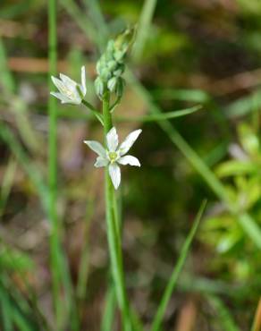 Fotografia 14 da espécie Ornithogalum narbonense no Jardim Botânico UTAD