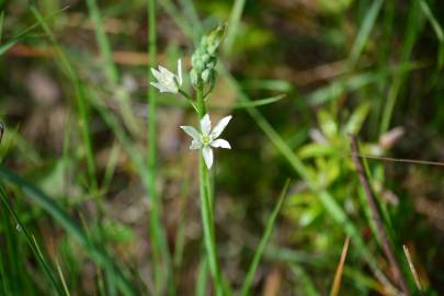 Fotografia da espécie Ornithogalum narbonense