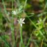 Fotografia 14 da espécie Ornithogalum narbonense do Jardim Botânico UTAD