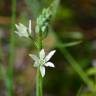 Fotografia 15 da espécie Ornithogalum narbonense do Jardim Botânico UTAD