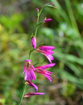 Fotografia 19 da espécie Gladiolus italicus no Jardim Botânico UTAD