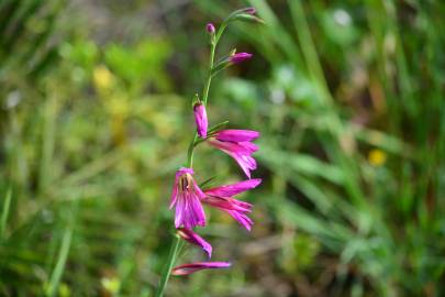 Fotografia da espécie Gladiolus italicus