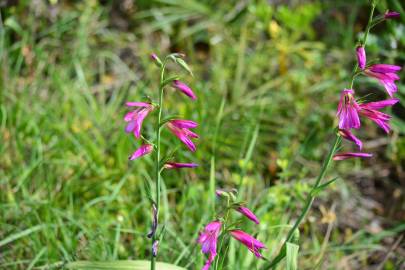 Fotografia da espécie Gladiolus italicus