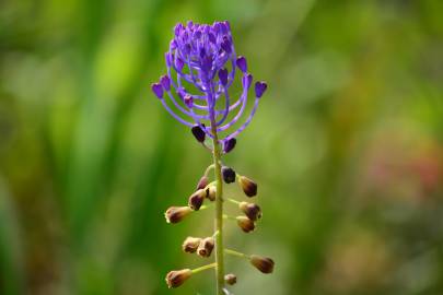 Fotografia da espécie Muscari comosum