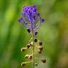 Fotografia 15 da espécie Muscari comosum do Jardim Botânico UTAD