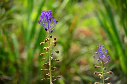 Fotografia da espécie Muscari comosum