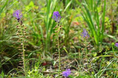 Fotografia da espécie Muscari comosum