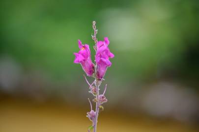 Fotografia da espécie Antirrhinum cirrhigerum